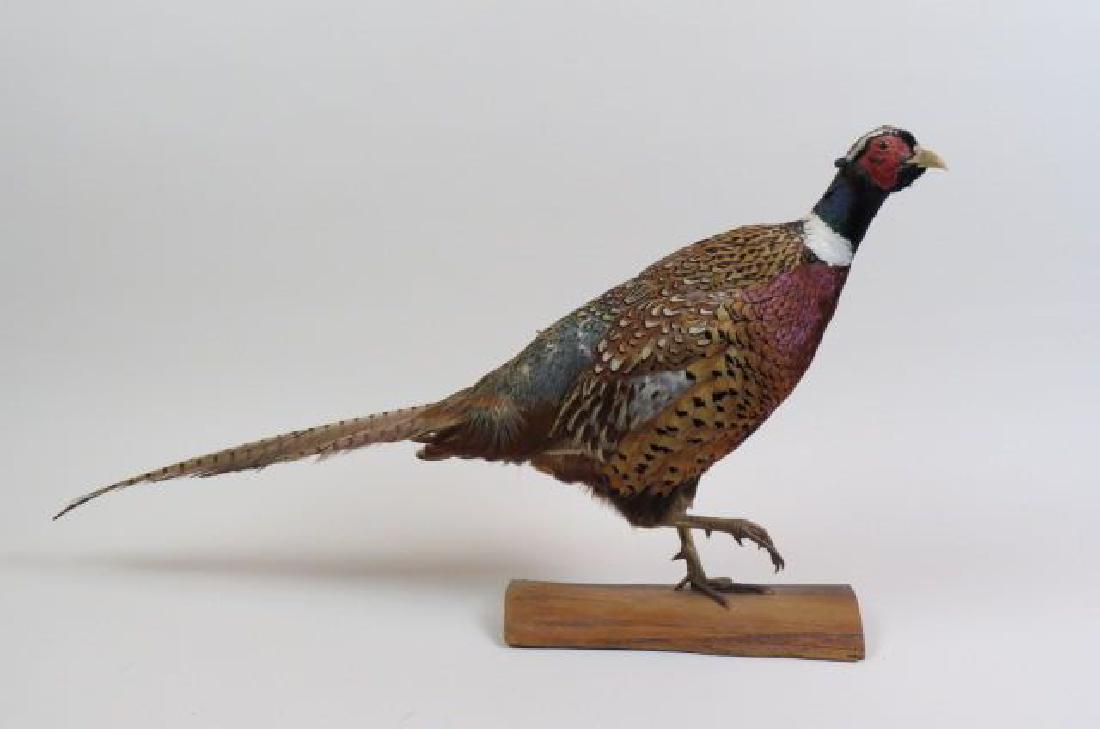 Taxidermy Pheasant, (1 of 4)