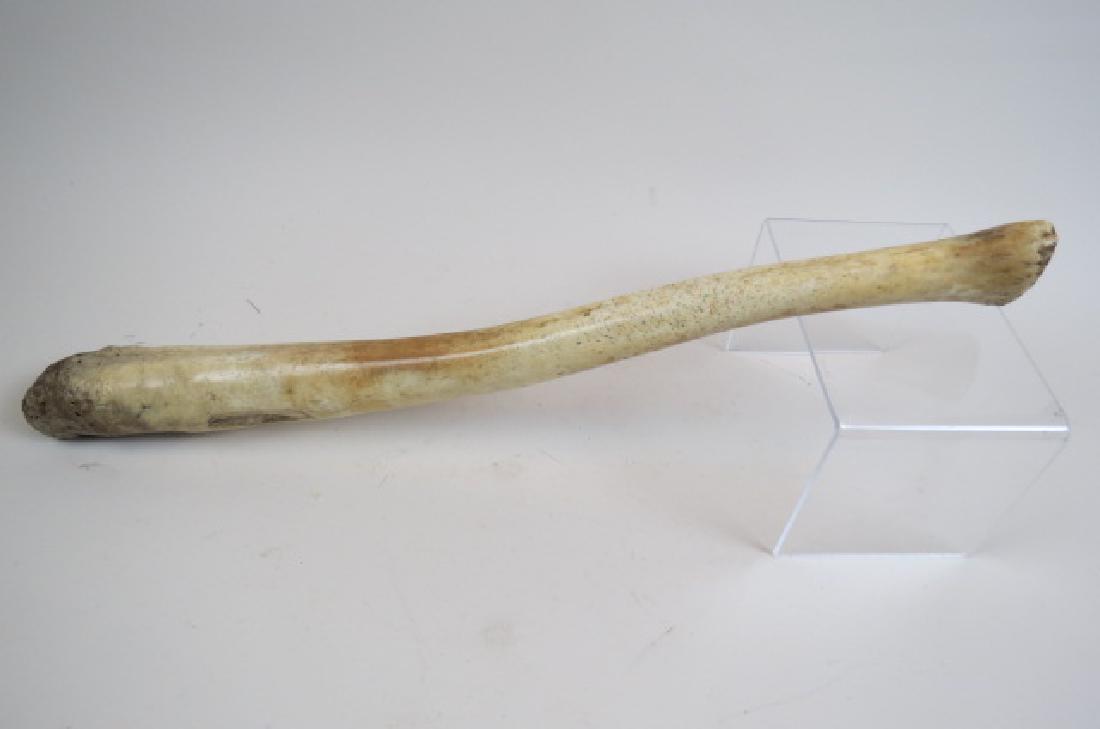 Inuit Eskimo Fossilized Oosik, Baculum,: measuring 24 7/8", 3 pounds 6.2 ounces, used as a club long ago....................................................................THE OOSIKSitting in the icy wastes of the Arctic for tens of thousand