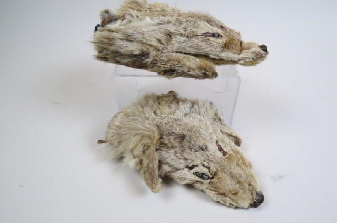 Inuit Alaska Coyote Head Gloves.: Inuit Alaska Coyote Head Gloves.