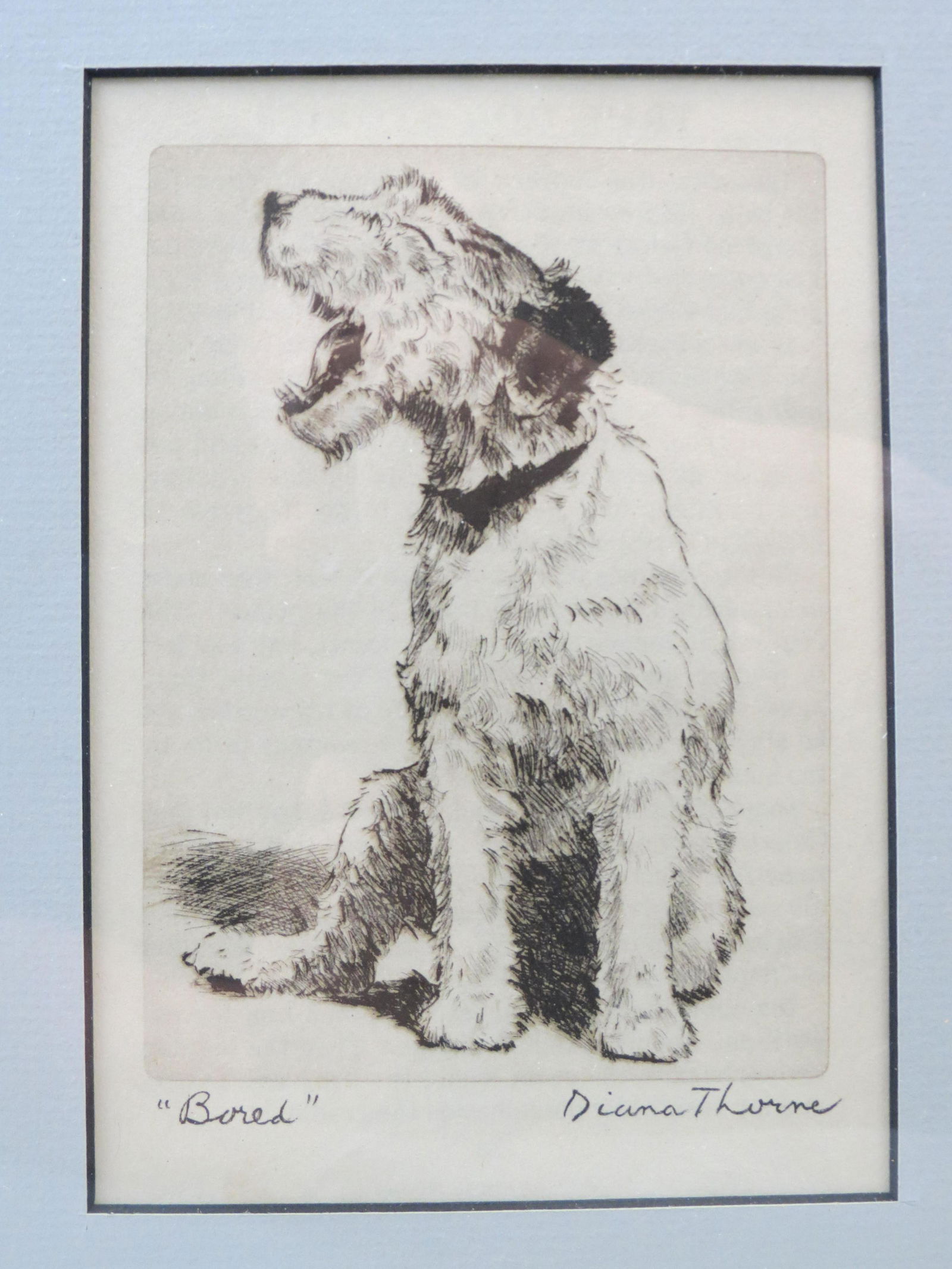 Diana Thorne, etching, "Bored", dog yawning (1 of 5)