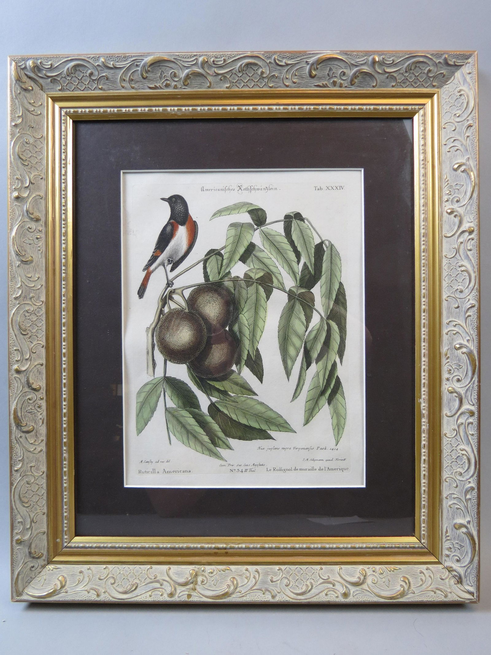 Mark Catesby, lithograph, "Ruticilla Americana": Mark Catesby, lithograph, "Ruticilla Americana", #34, impression size 8 1/2" X 11 1/2", plus mat and ornate frame...........Biography from Cheryl Newby GalleryMark Catesby is known for his study and i