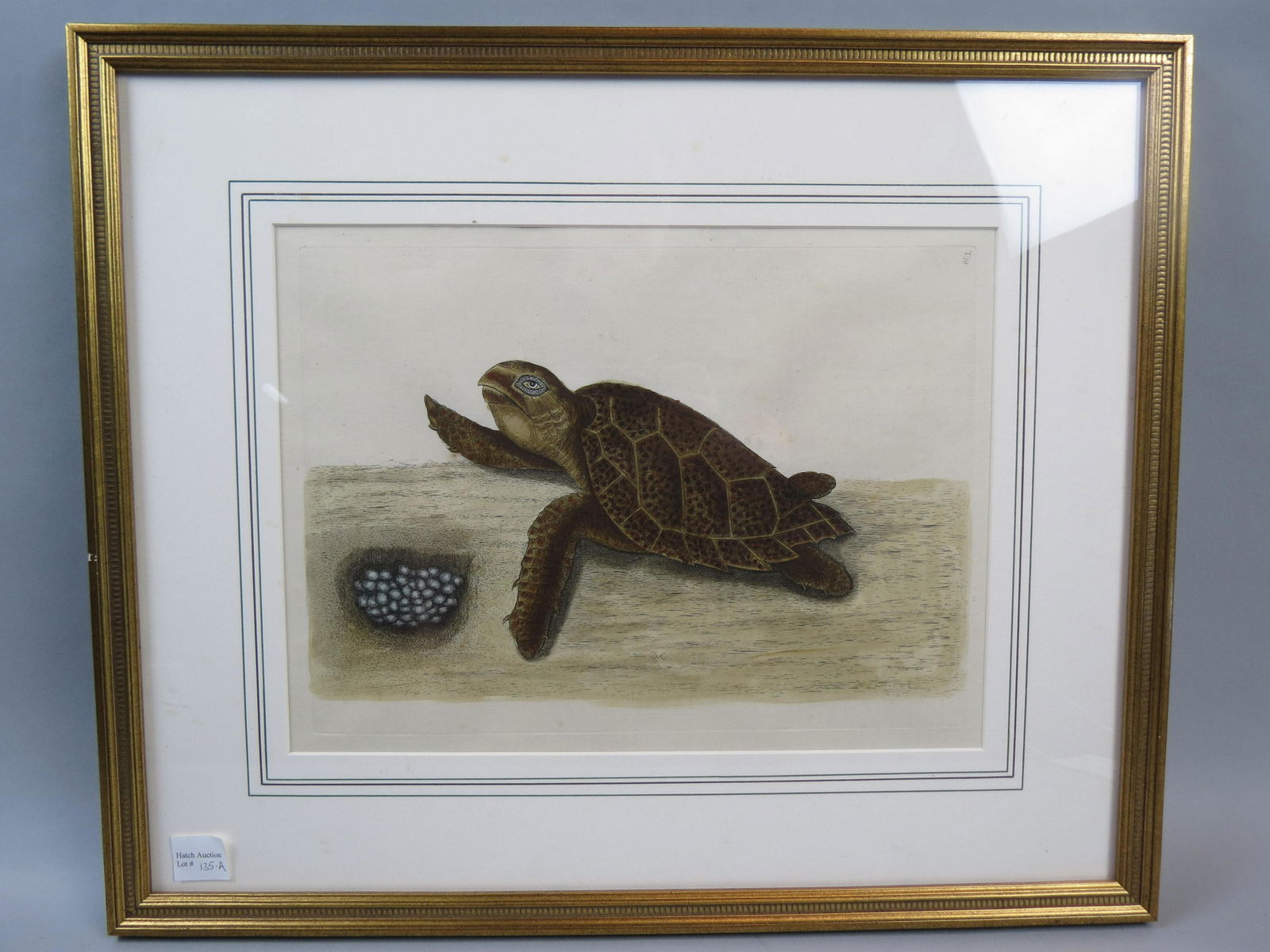 Mark Catesby, engraving, "Hawksbill Sea Turtle" (1 of 4)