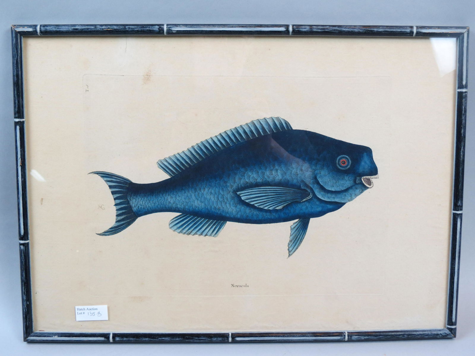 Mark Catesby, engraving, "Novacula" Blue Fish (1 of 4)