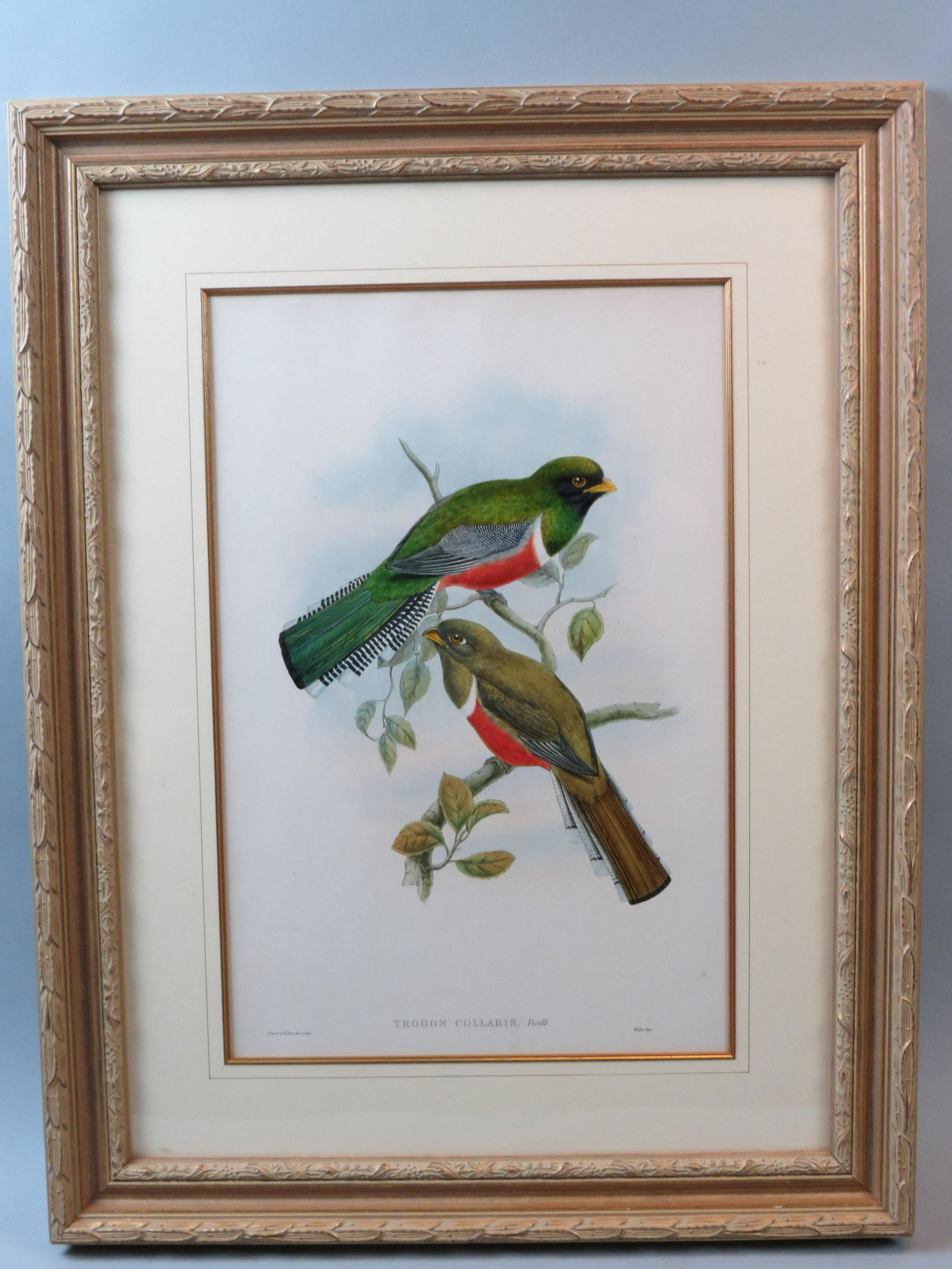 J. Gould & W. Hart, lithograph, birds (1 of 8)