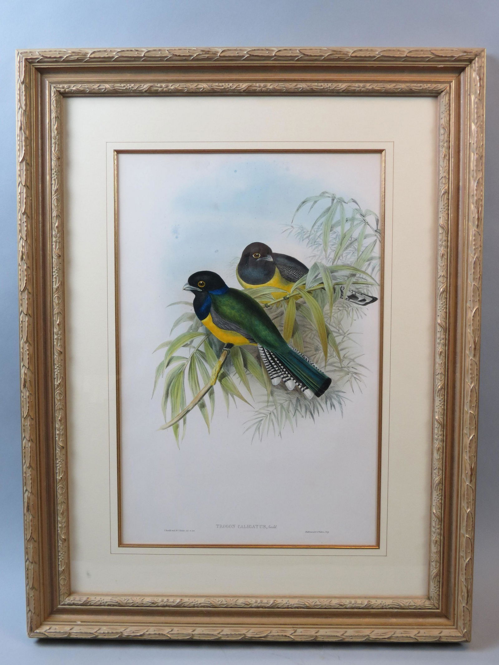 J. Gould & W. Hart, lithograph, birds (1 of 4)