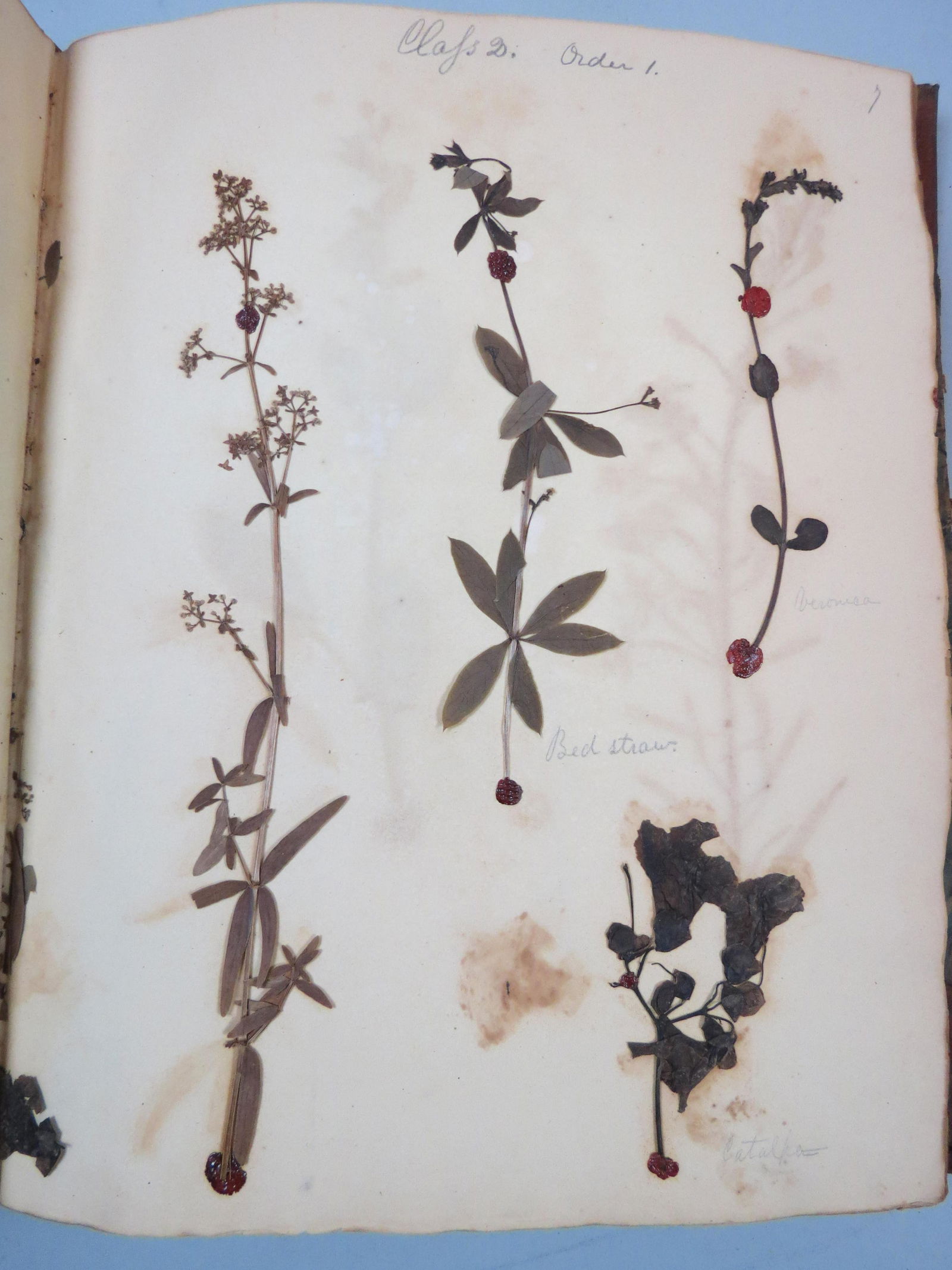 1841 Dried Flowers Botanical Album (1 of 4)
