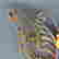 item-131504930=5