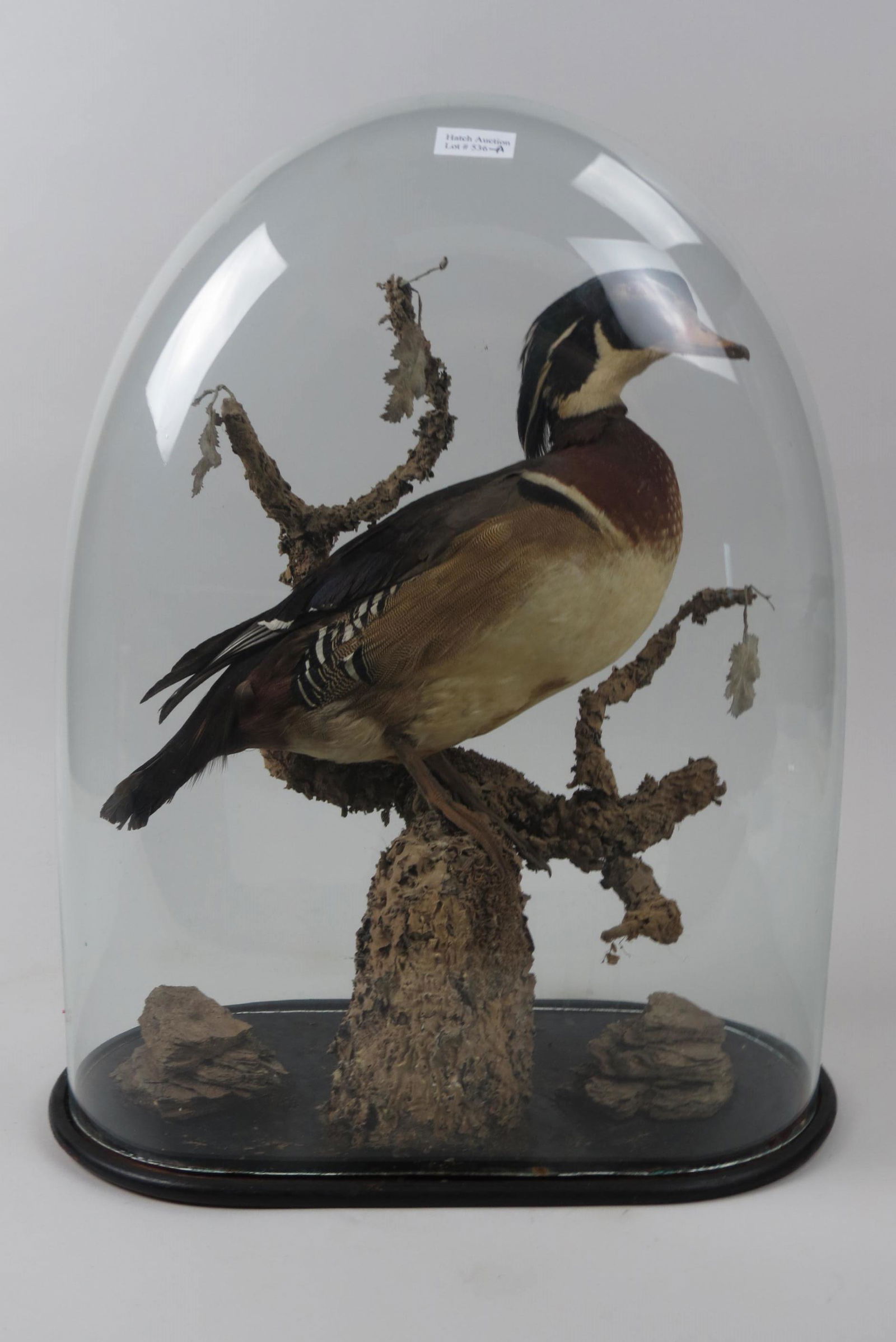Antique Taxidermy of a Wood Duck, (1 of 6)