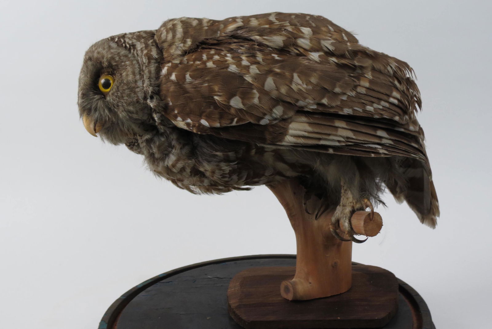 Antique Taxidermy of an Owl, (1 of 5)