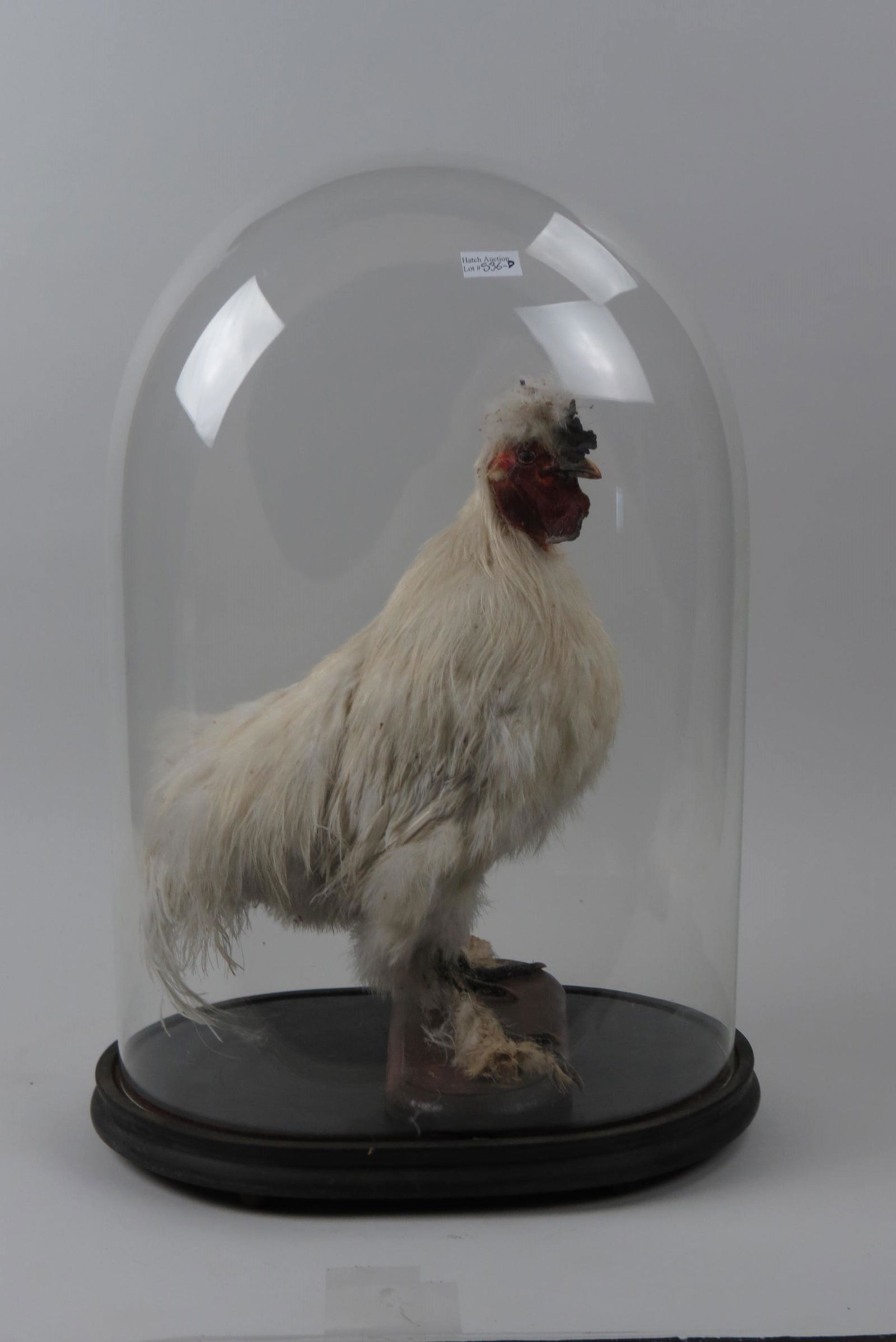 Antique Taxidermy of a White Chicken, (1 of 5)
