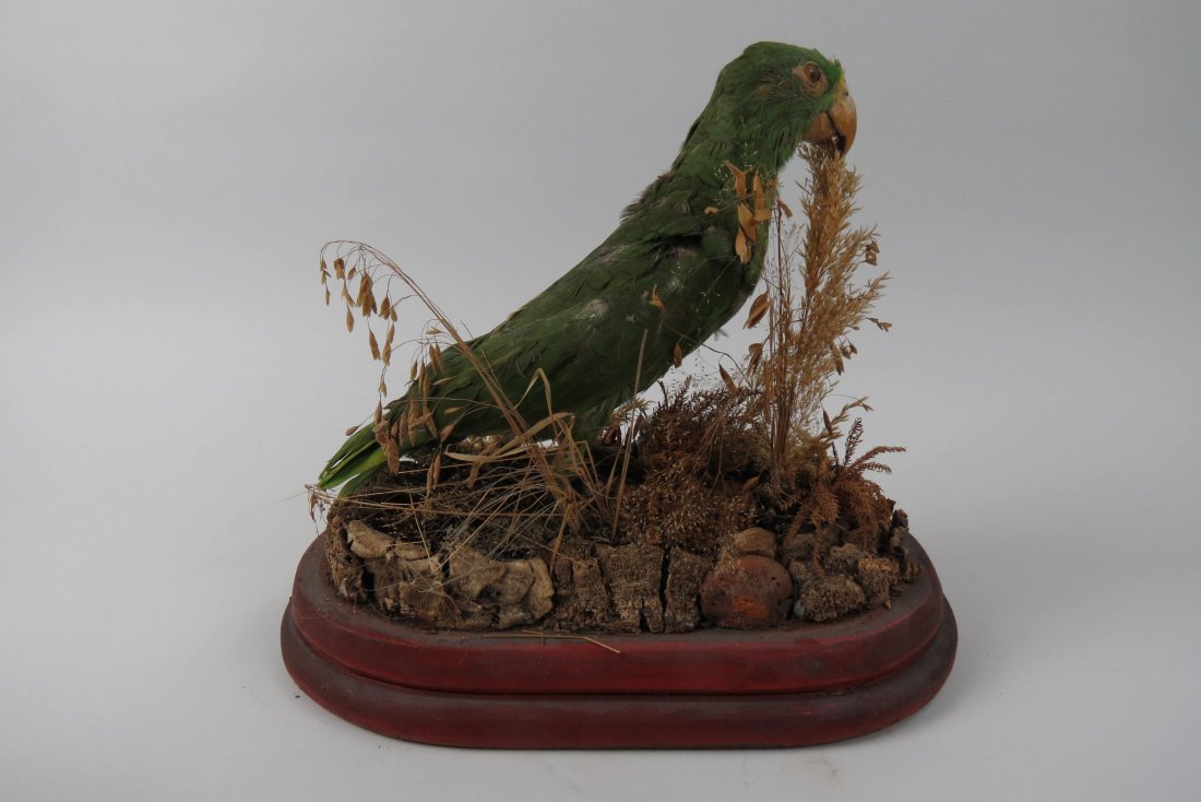 Taxidermy of a Green Bird, (1 of 7)