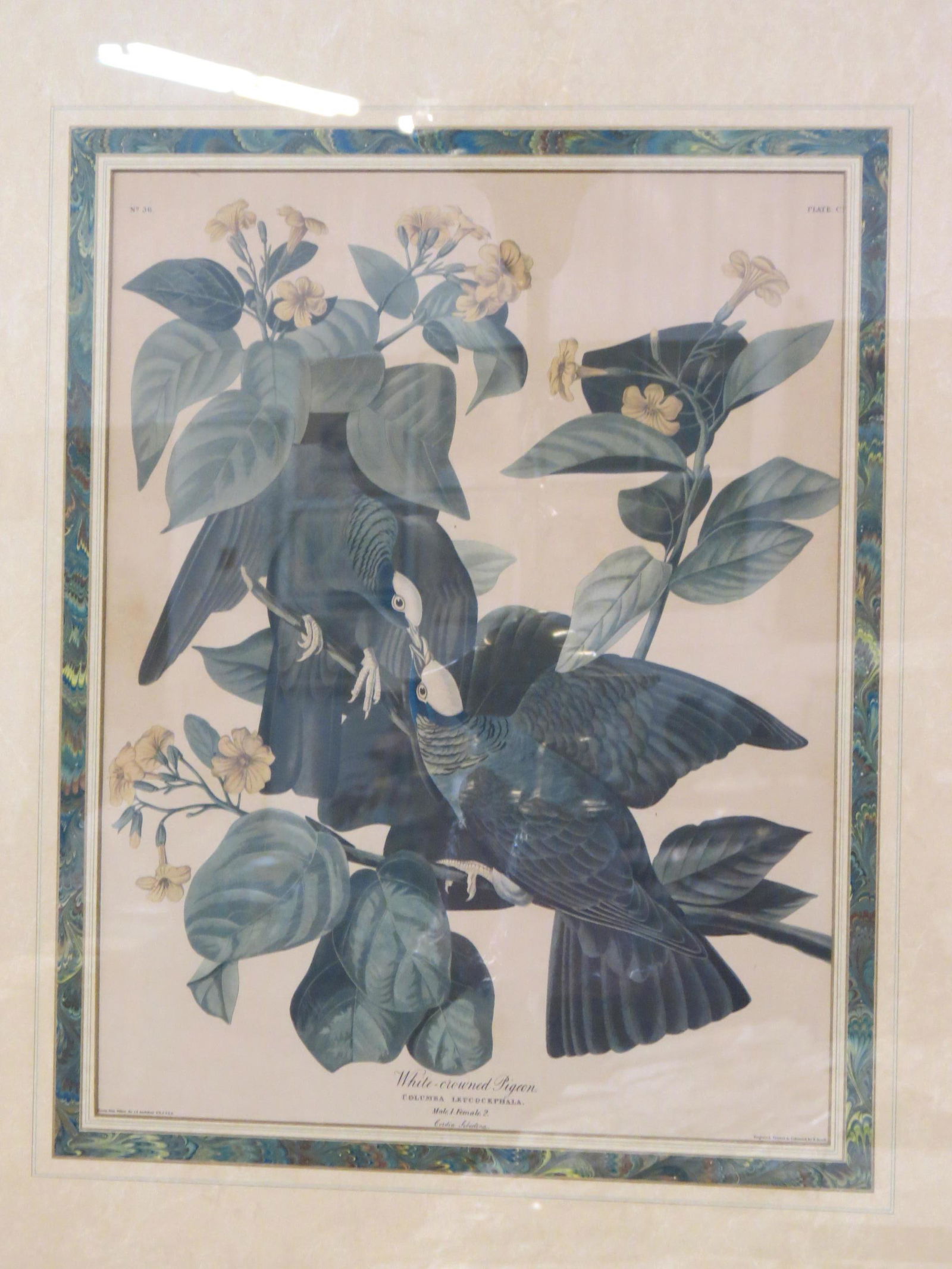 J.J. Audubon, lithograph, "White Crowned Pigeon", (1 of 2)