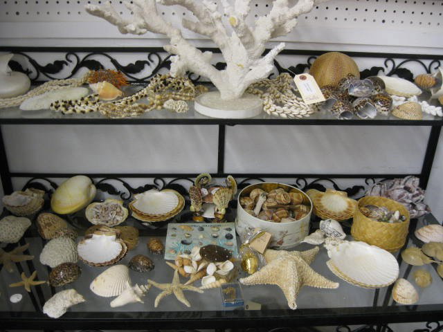 Shell Collection, hundreds of pieces, including co: hundreds of pieces, including coral & nautlilus shells.