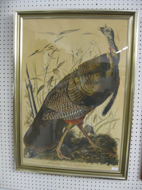 Audubon Print, "Wild Turkey",: image area 24" x 36"