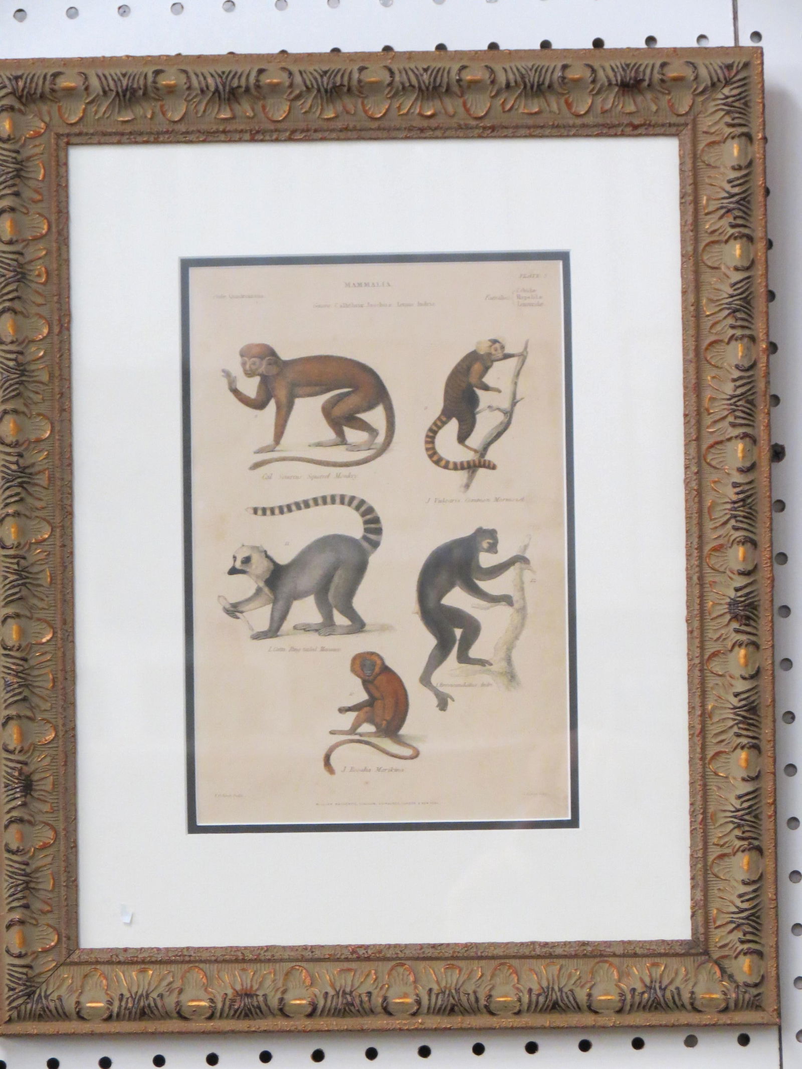 19th Century Hand Colored Lithograph of Monkeys, (1 of 2)