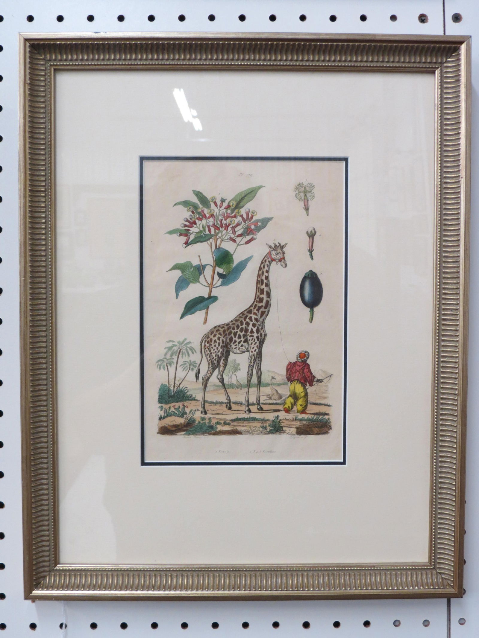 19th Century Hand Colored Lithograph of Girafe, (1 of 2)
