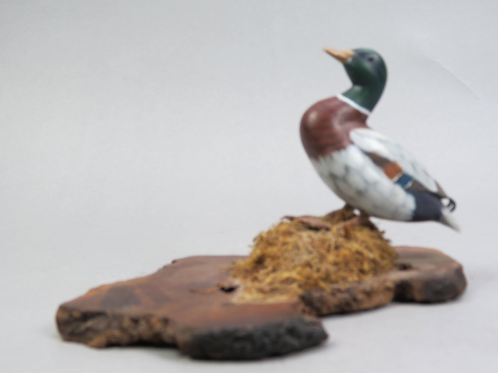 Wood Carving of Mallard Duck,: natural wood base, marked Barn Furniture, Vannoys, CA, 5" tall, 8" long.