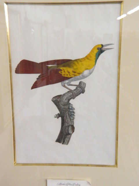 1806 Handcolored Engraving by Francois: LeVaillant after paintings by Jacques Barraband, image area approx. 13" x 19", nicely framed (gallery tag $1550.00).