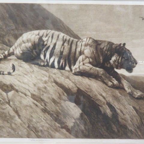Herbert Dicksee, engraving,: Tiger on hillside, image area 28" x 20", pencil signed, well listed artist....Herbert Thomas Dicksee (1862 - 1942)