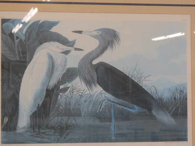 J.J. Audubon Print,: Purple Heron, image area 19" X 16", nicely matted and framed
