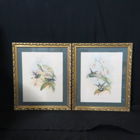 J. Gould and H.C. Ricther Hummingbird Lithographs, (1 of 7)