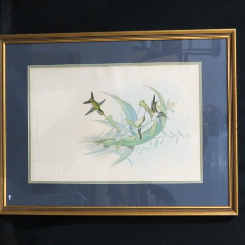 J. Gould and H.C. Ricther Hummingbird Lithograph, (1 of 5)