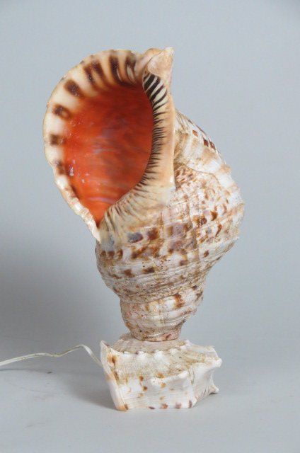 Carved Shell Lamp,: 16" tall.