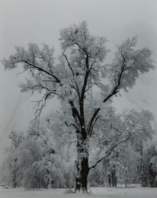 ANSEL ADAMS, (American, 1902-1984), Oak Tree, Snowstorm, Yosemite Valley, California