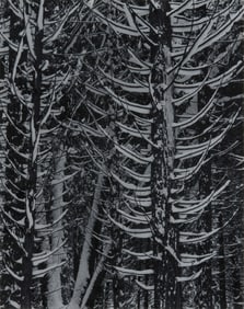 ANSEL ADAMS, (American, 1902-1984), Forest Detail, Winter