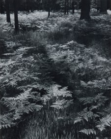 ANSEL ADAMS, (American, 1902-1984), Ferns, Valley Floor