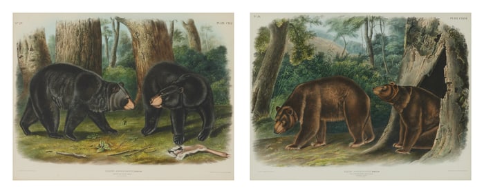 After JOHN JAMES AUDUBON (1785-1851) and JOHN WOODHOUSE AUDUBON (1812-1862)