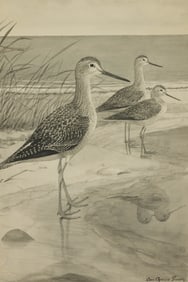 LOUIS AGASSIZ FUERTES, (American, 1874-1927), Shorebirds