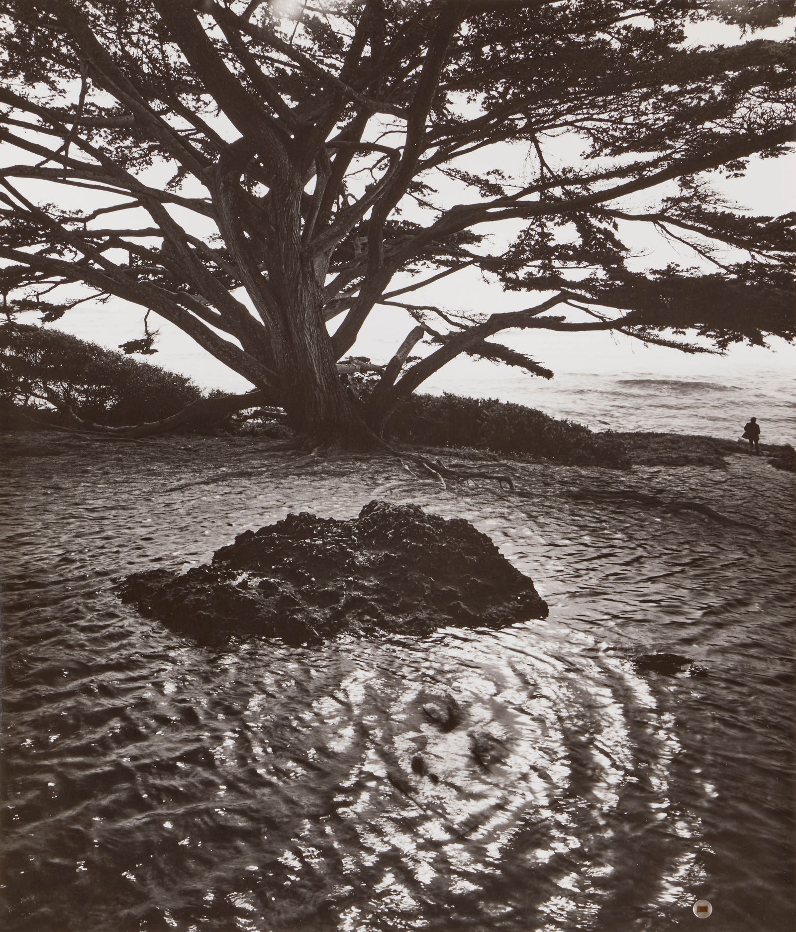 JERRY UELSMANN, (American, 1934-2022), Untitled (Rock, Tree, and Water), 1983 (1 of 4)