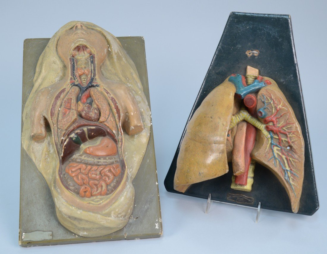 TWO ANATOMICAL MODELS: TWO ANATOMICAL MODELS, one of internal organs, the other of lower internal organs; New York Scientific, maker