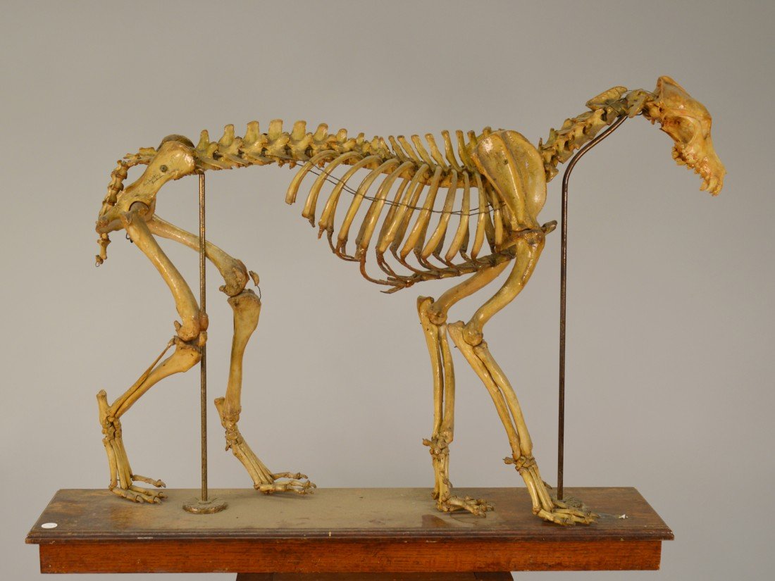 SKELETON OF A GREYHOUND; length 41 inches Apr 26, 2013 Grogan