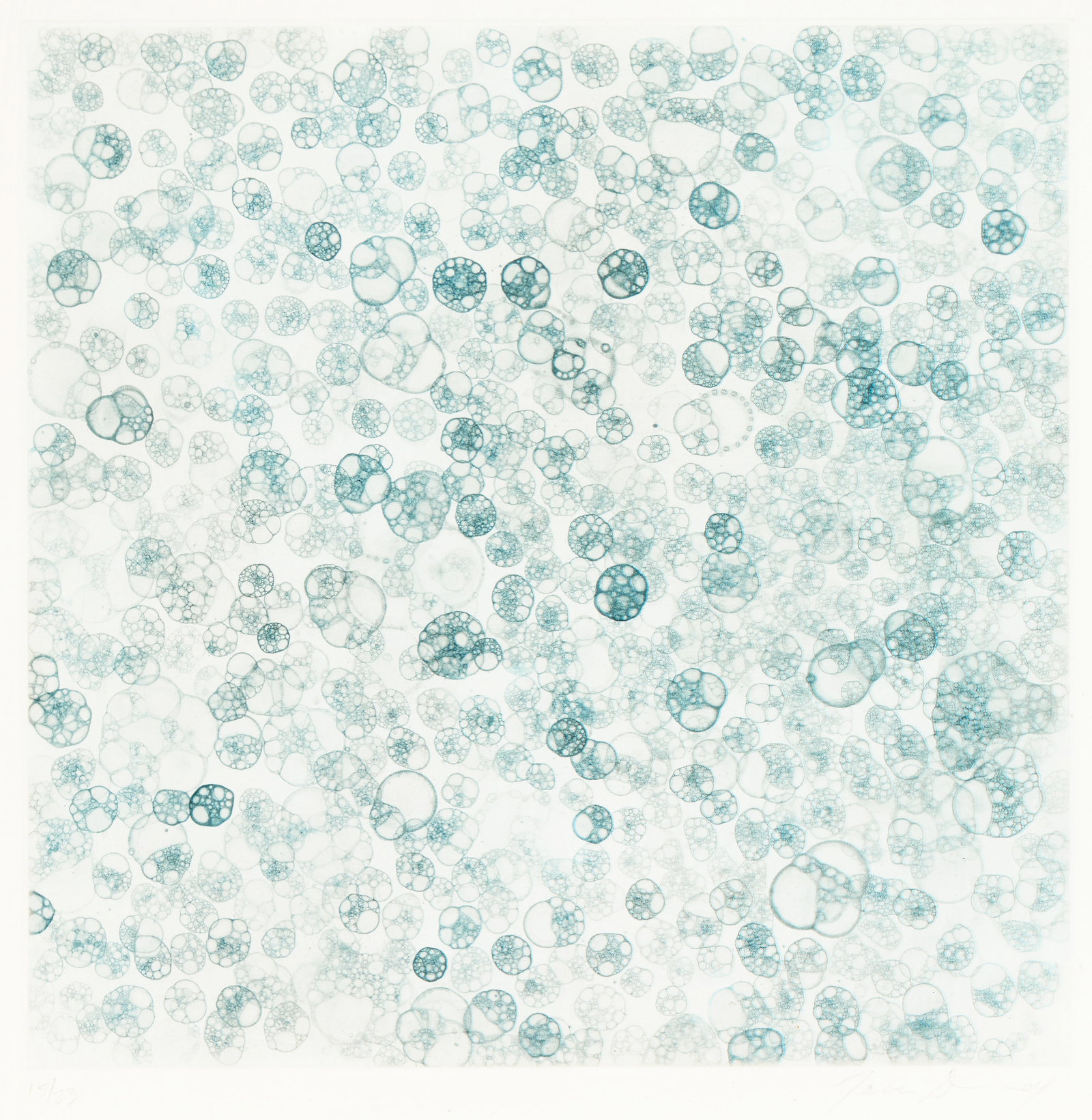 TARA DONOVAN, (American, b. 1969), Untitled, 2004, etching on paper, sheet: 14 x 14 in., frame: 15: TARA DONOVAN(American, b. 1969)Untitled2004, etching on papernumbered 15/23 lower left and signed and dated Tara Donovan 04 lower rightsheet: 14 x 14 in., frame: 15 7/8 x 15 7/8 in.