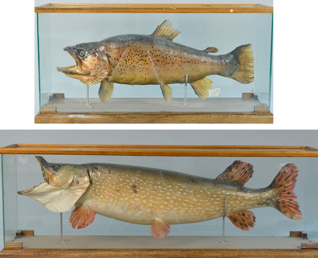 TWO TAXIDERMY GAMEFISH MOUNTS IN GLASS CASES;: TWO TAXIDERMY GAMEFISH MOUNTS IN GLASS CASES; one bearing label Guy Caruano Velleron; height: 14 in; length: 40 in.; width: 10 in.