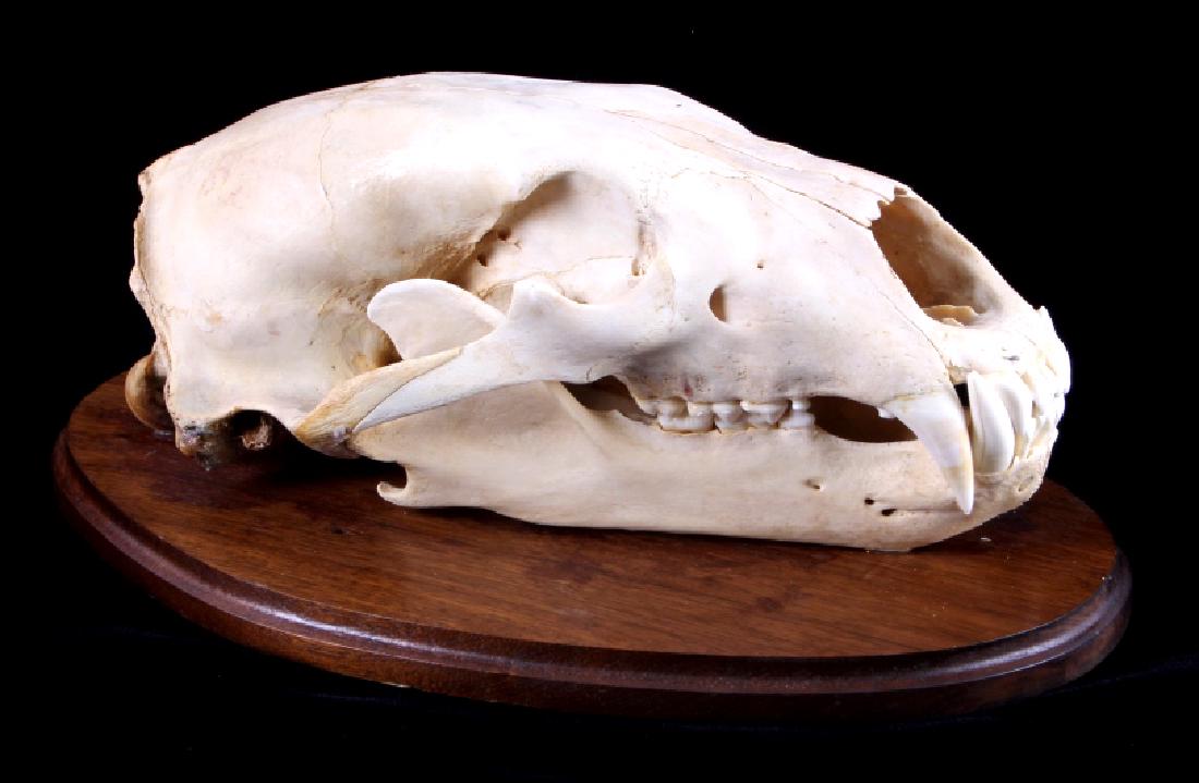 RARE Trophy Alaskan Polar Bear Skull: This is a RARE trophy Alaskan Polar Bear skull. The skull was taken in March of 1968 from the Arctic Slope near Cape Lisburne, Alaska. The skull comes with the original aluminum tag as well. The tag i