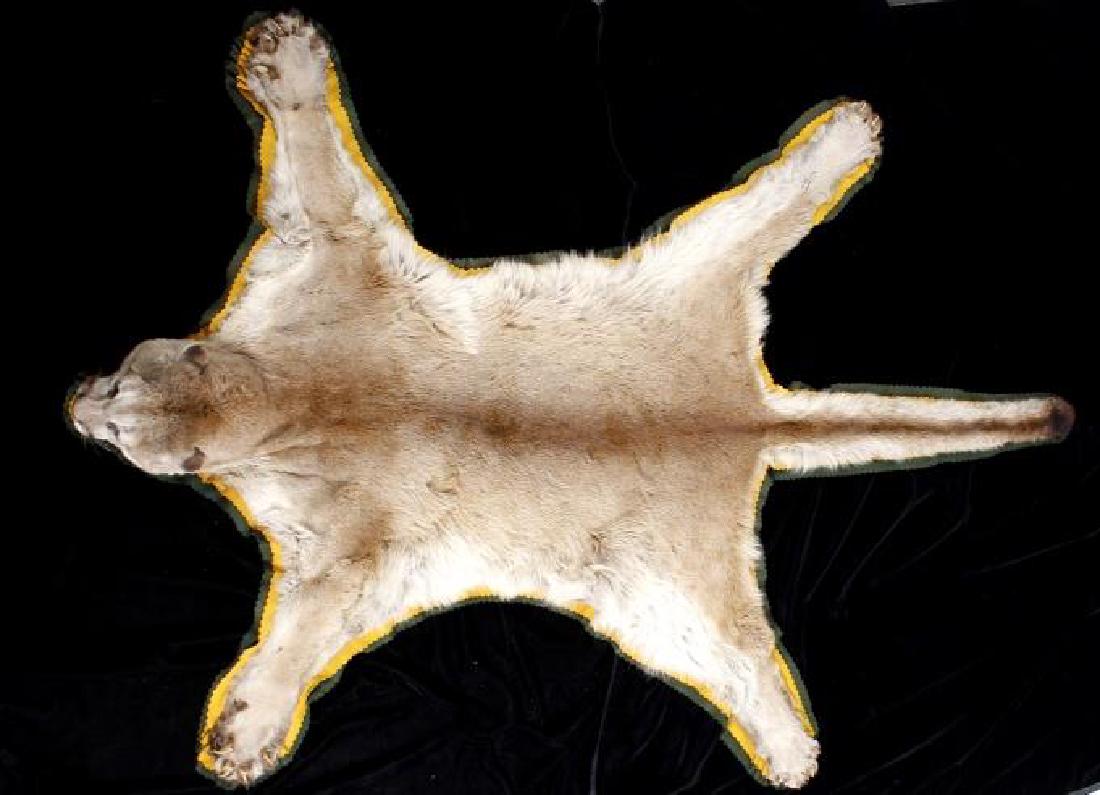 Montana Trophy Mountain Lion Rug (1 of 9)