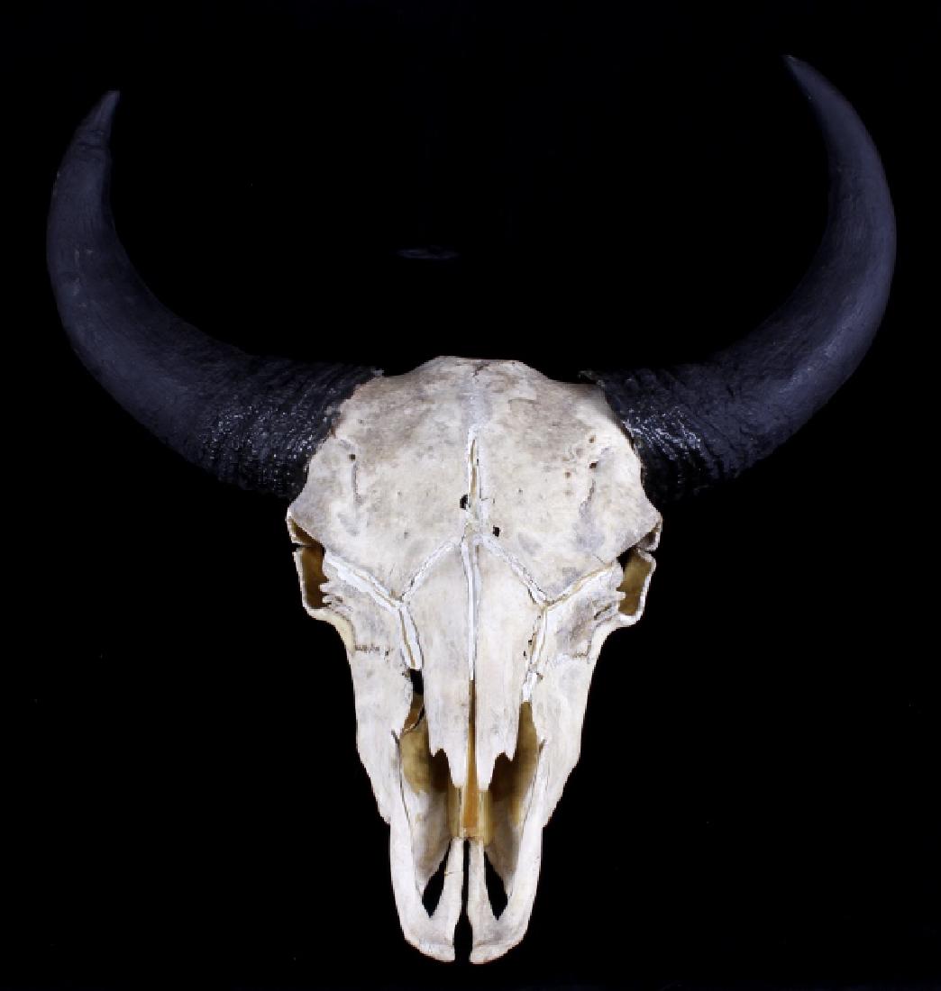 Wild Montana Trophy Buffalo European Mount: Available in this lot is a large wild Montana trophy Buffalo in European mount. This mount shows incredible and large horns, fused to the skull and is in very good condition with deep rich black color