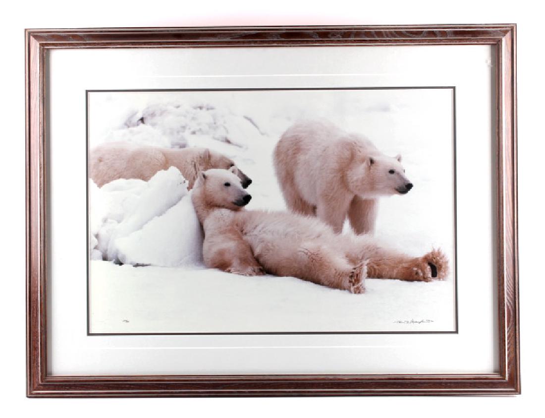 Thomas Mangelsen Polar Bear Framed Photograph: This is an original Thomas Mangelsen polar bear framed photograph titled "Bad Boys of the Arctic". The photograph shows three polar bears waiting for ice to form on Hudson Bay in Canada. Mangelsen has
