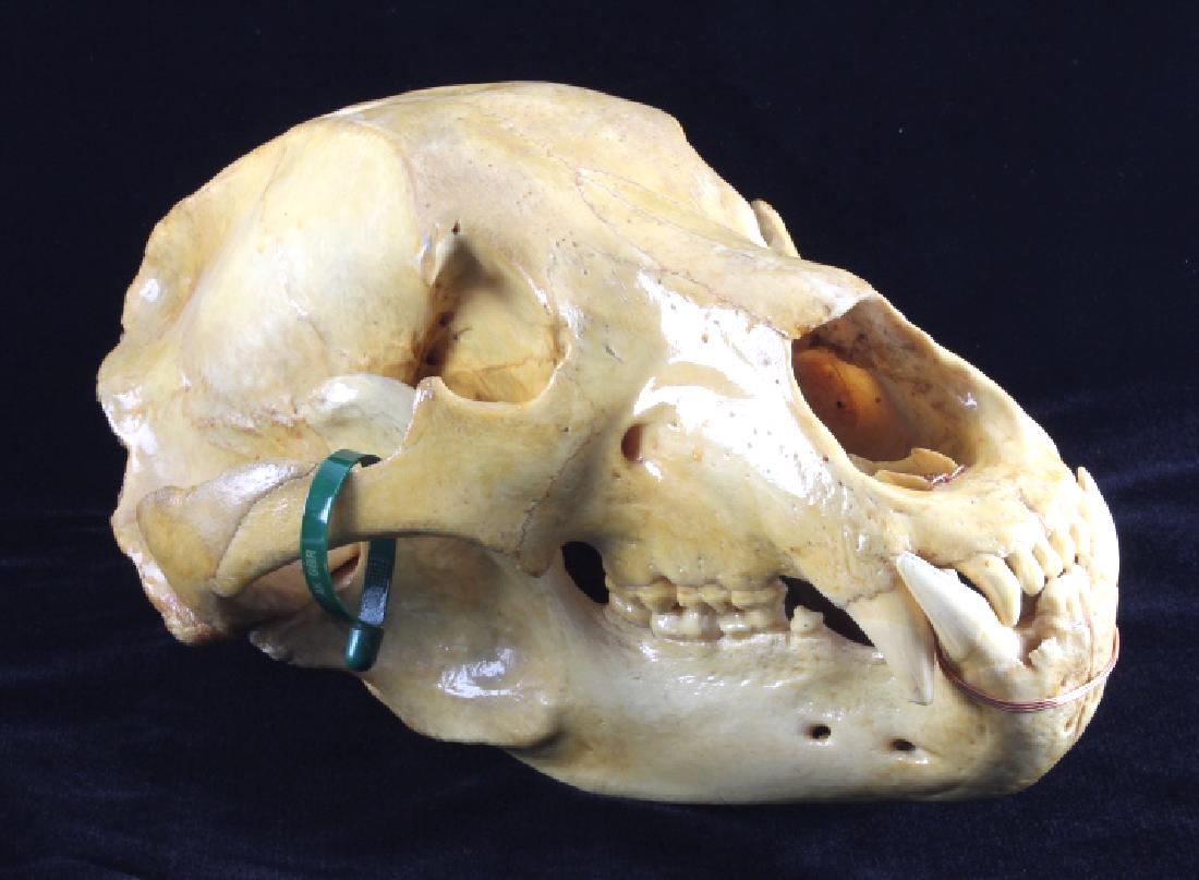Alaskan Trophy Kodiak Brown Bear Skull: This is an Alaskan trophy Kodiak Brown Bear skull. The skull came from the bear in the previous lot. The skull shows exceptional size with impressive jaws and imposing teeth. The original Alaska Fish
