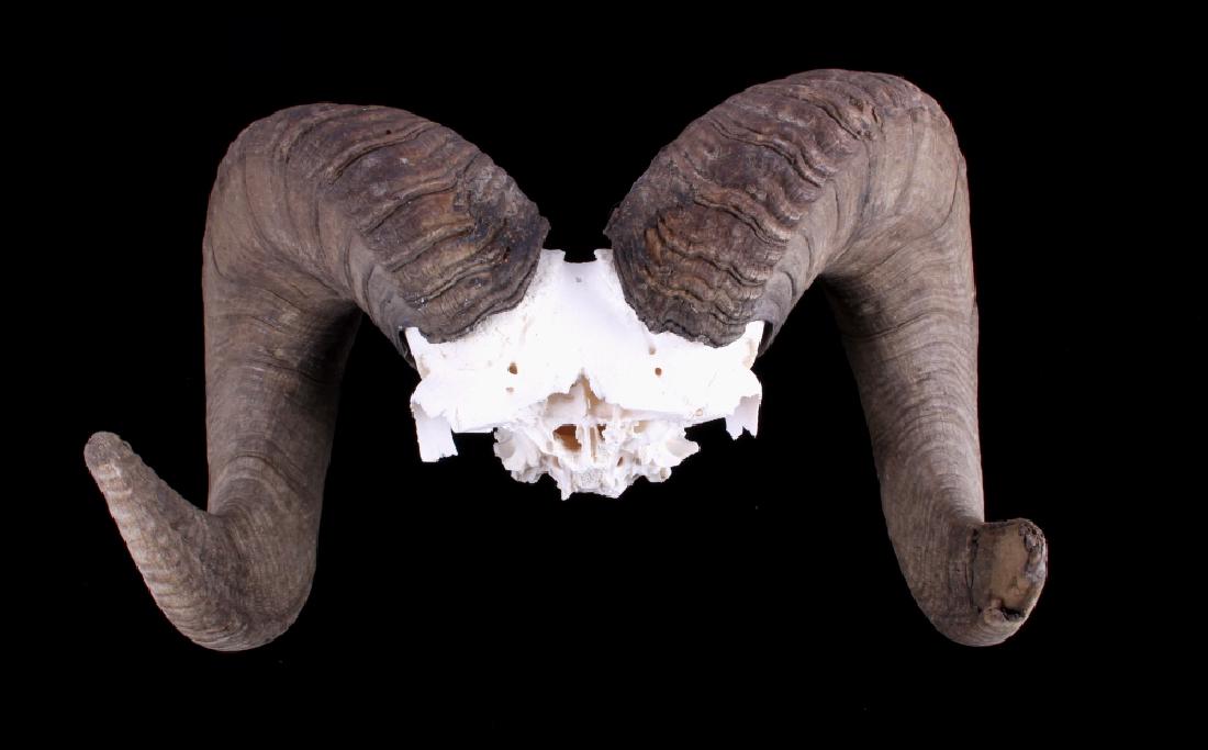 Trophy Rocky Mountain Bighorn Sheep Skull w/ Horns