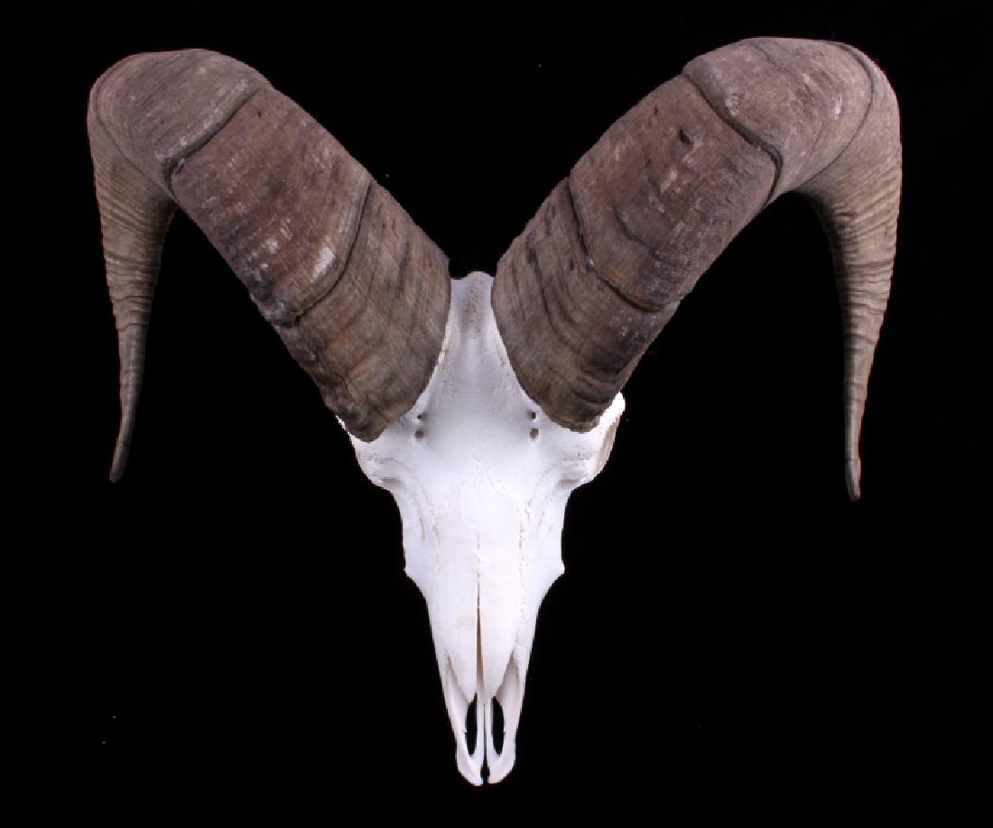 Trophy Rocky Mountain Bighorn Sheep Skull w/ Horns: This is a trophy rocky mountain bighorn ram or sheep skull with horns. This bighorn was beetle cleaned and is plugged. It was taken in Montana. The girth of one horn is 14" and the length along the ho
