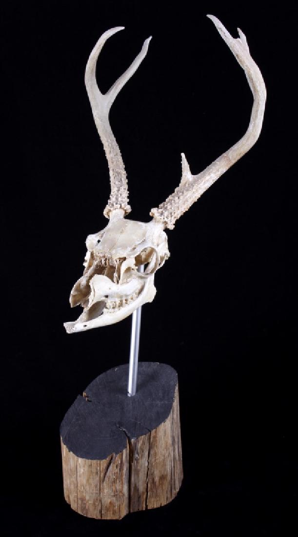Five Point Montana White Tail Deer Skull: This lot includes a demonic looking white tail deer skull. The skull shows a somewhat decrepit state, with the majority of the upper snout missing. The deer head shows a small, yet prominent rack. The