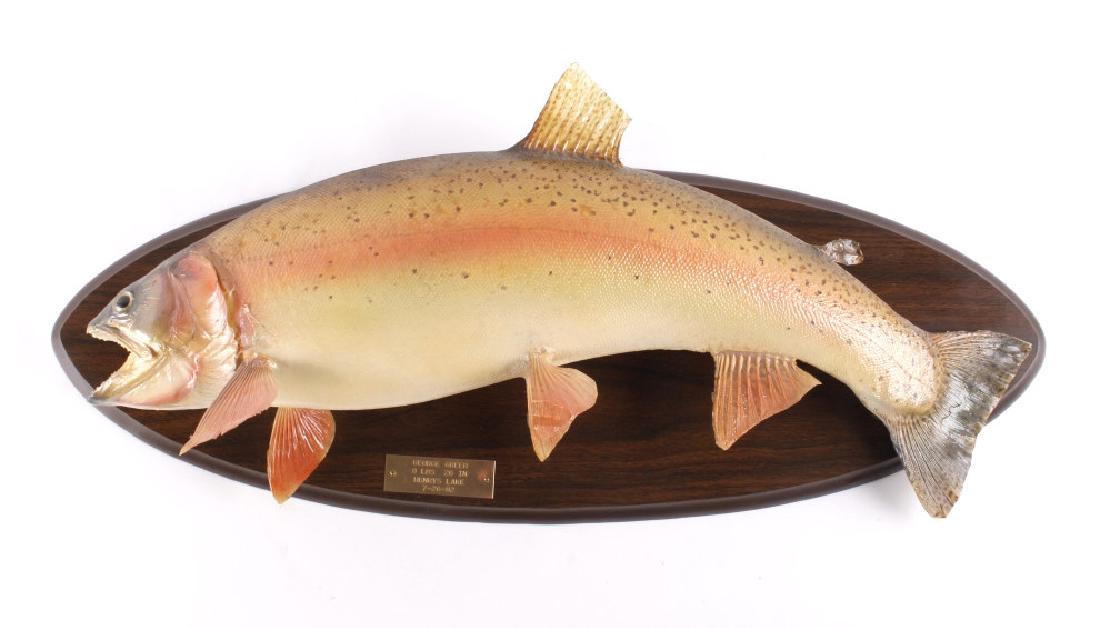Trophy Yellowstone Cutthroat Trout Mount: This lot gives you the chance to bid on a trophy sized Yellowstone cutthroat trout mount. The cutthroat was caught in the Henry's Lake State Park in Idaho, just West of West Yellowstone. The Yellowsto