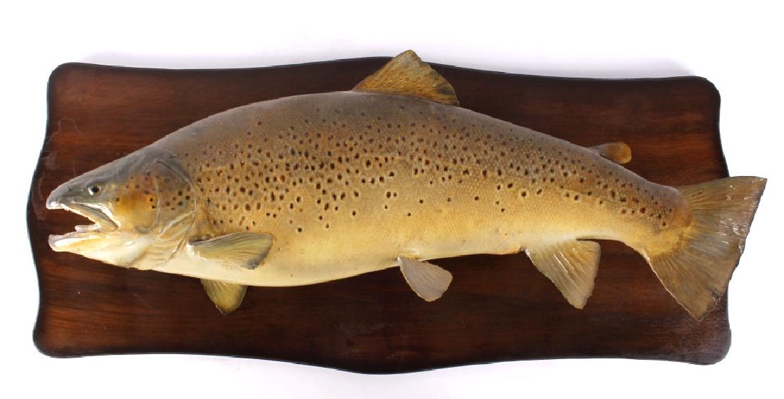 Trophy Sized German Brown Trout Real Skin Mount: For bidding in this lot is a very large German brown trout. the fish was caught near the Hebgen Dam in Montana. The trout shows a beautiful golden and grey color gradient. The fish is mounted to a fan