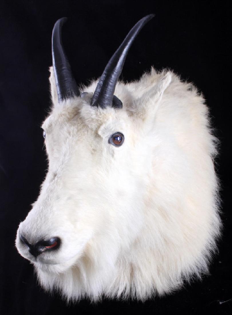 Montana Mountain Goat Taxidermy Shoulder Mount: This is a Montana Mountain Goat taxidermy shoulder mount. The mount has been prepared by a professional taxidermist and shows a thick, rich white fur with impressive horns. The mountain goat mount is
