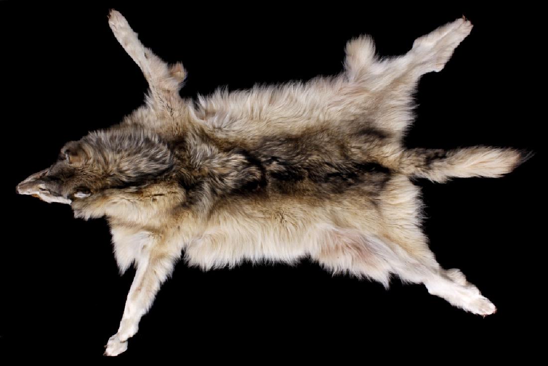 Taxidermy Arctic Wolf Pelt