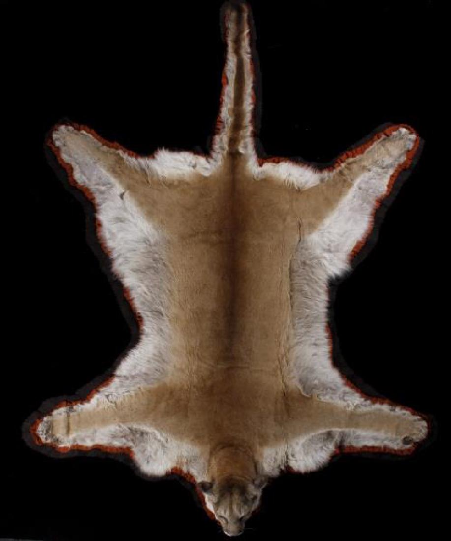 Trophy Montana Mountain Lion Taxidermy Rug Mount: Contained in this lot for bidding is an exceptional Mountain Lion, double felted taxidermy rug mount. The large trophy rug is double mounted on contrasting burnt orange, and chocolate brown felt. The